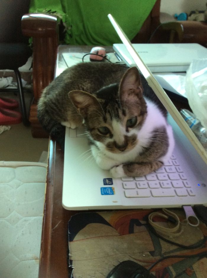 If It Fits, I Sits: Post Your Photos Of Cats Fitting Into The Tightest Spaces