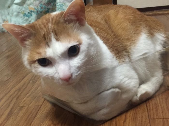 If It Fits, I Sits: Post Your Photos Of Cats Fitting Into The Tightest Spaces
