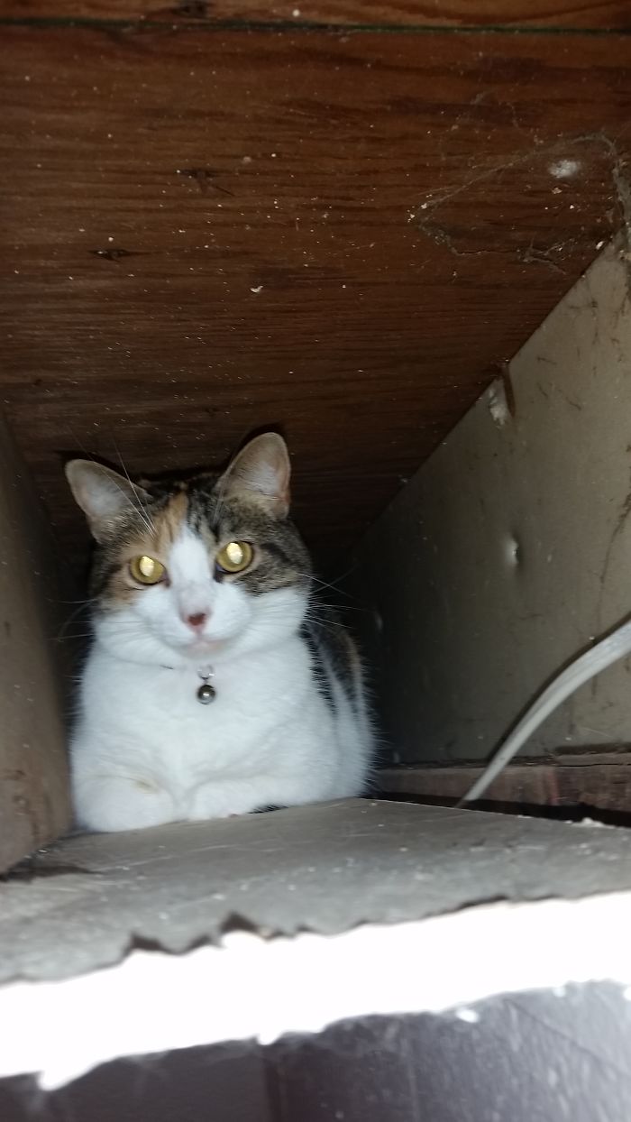 If It Fits, I Sits: Post Your Photos Of Cats Fitting Into The Tightest Spaces