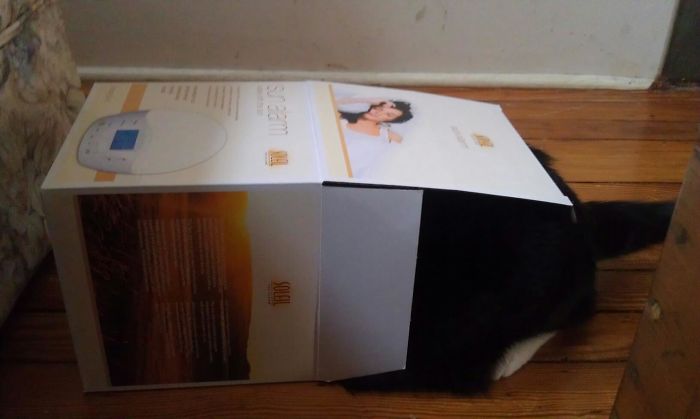 If It Fits, I Sits: Post Your Photos Of Cats Fitting Into The Tightest Spaces