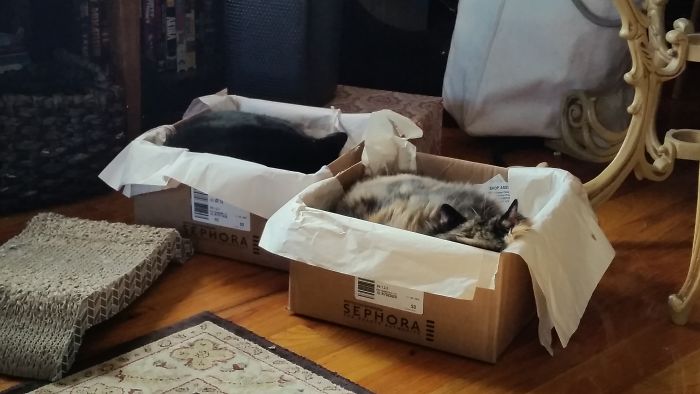 If It Fits, I Sits: Post Your Photos Of Cats Fitting Into The Tightest Spaces