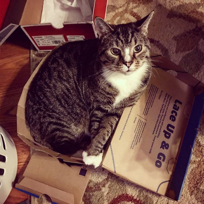 If It Fits, I Sits: Post Your Photos Of Cats Fitting Into The Tightest Spaces