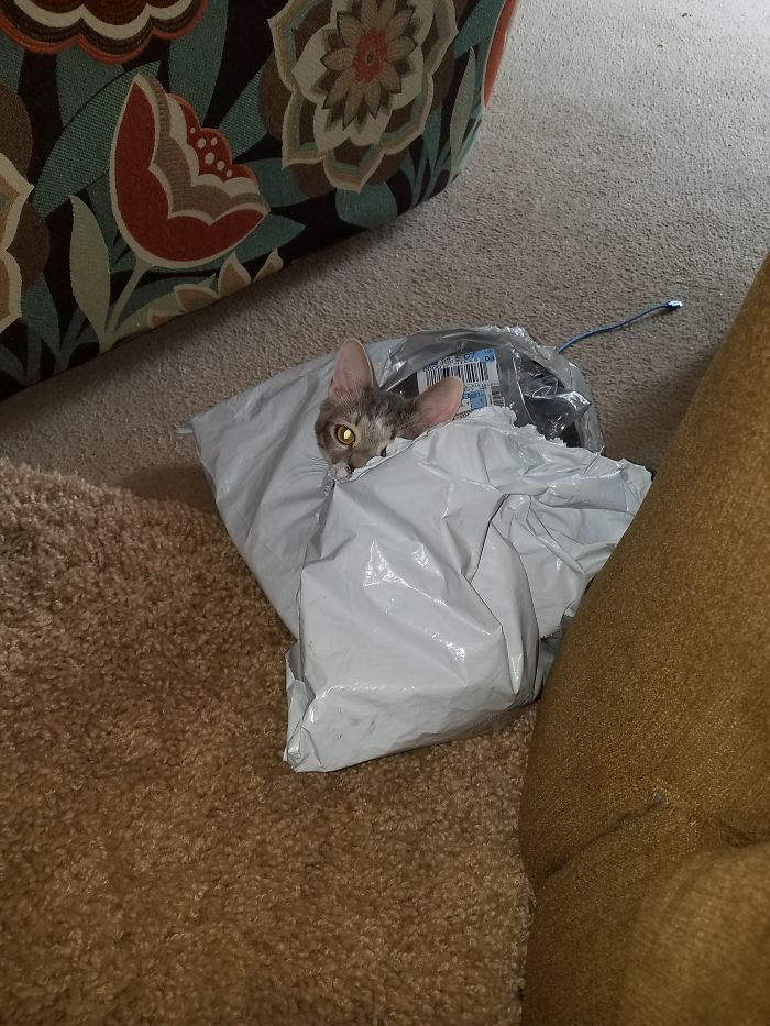 If It Fits, I Sits: Post Your Photos Of Cats Fitting Into The Tightest Spaces