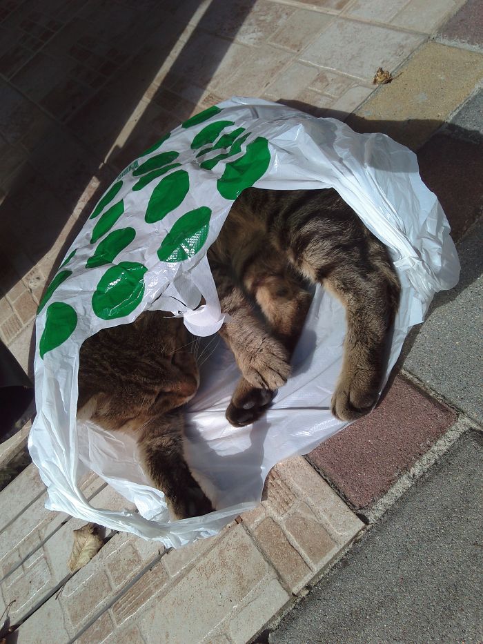 If It Fits, I Sits: Post Your Photos Of Cats Fitting Into The Tightest Spaces