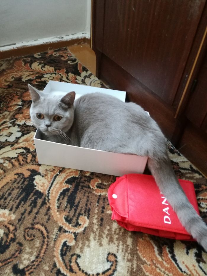 If It Fits, I Sits: Post Your Photos Of Cats Fitting Into The Tightest Spaces