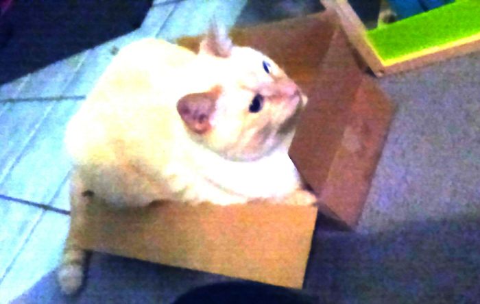 If It Fits, I Sits: Post Your Photos Of Cats Fitting Into The Tightest Spaces