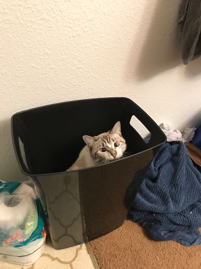 If It Fits, I Sits: Post Your Photos Of Cats Fitting Into The Tightest Spaces