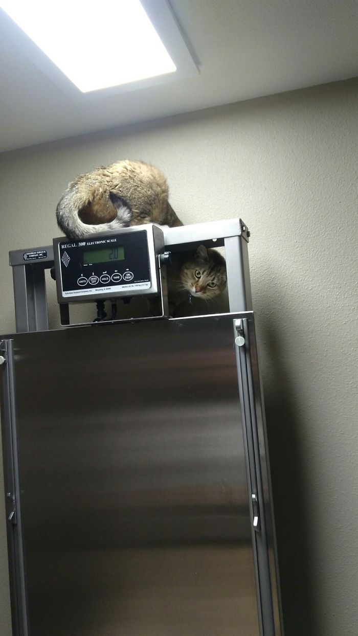 If It Fits, I Sits: Post Your Photos Of Cats Fitting Into The Tightest Spaces