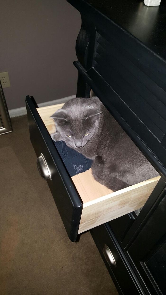 If It Fits, I Sits: Post Your Photos Of Cats Fitting Into The Tightest Spaces