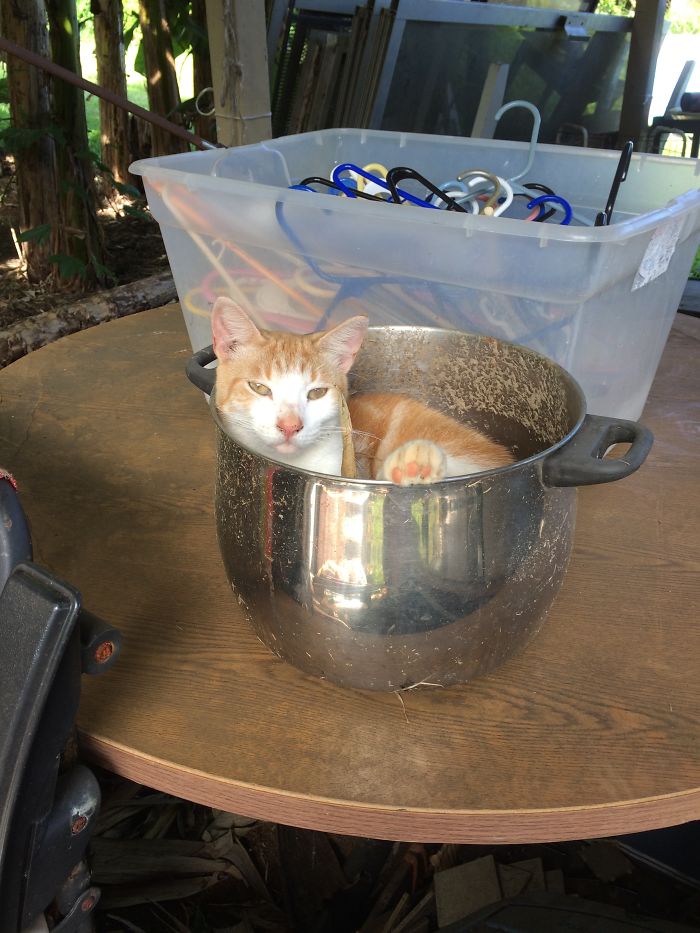 If It Fits, I Sits: Post Your Photos Of Cats Fitting Into The Tightest Spaces
