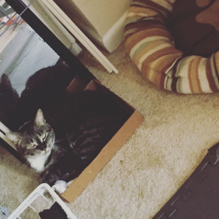 If It Fits, I Sits: Post Your Photos Of Cats Fitting Into The Tightest Spaces