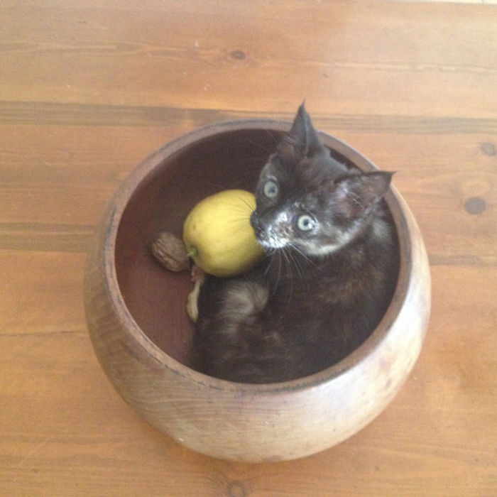 If It Fits, I Sits: Post Your Photos Of Cats Fitting Into The Tightest Spaces