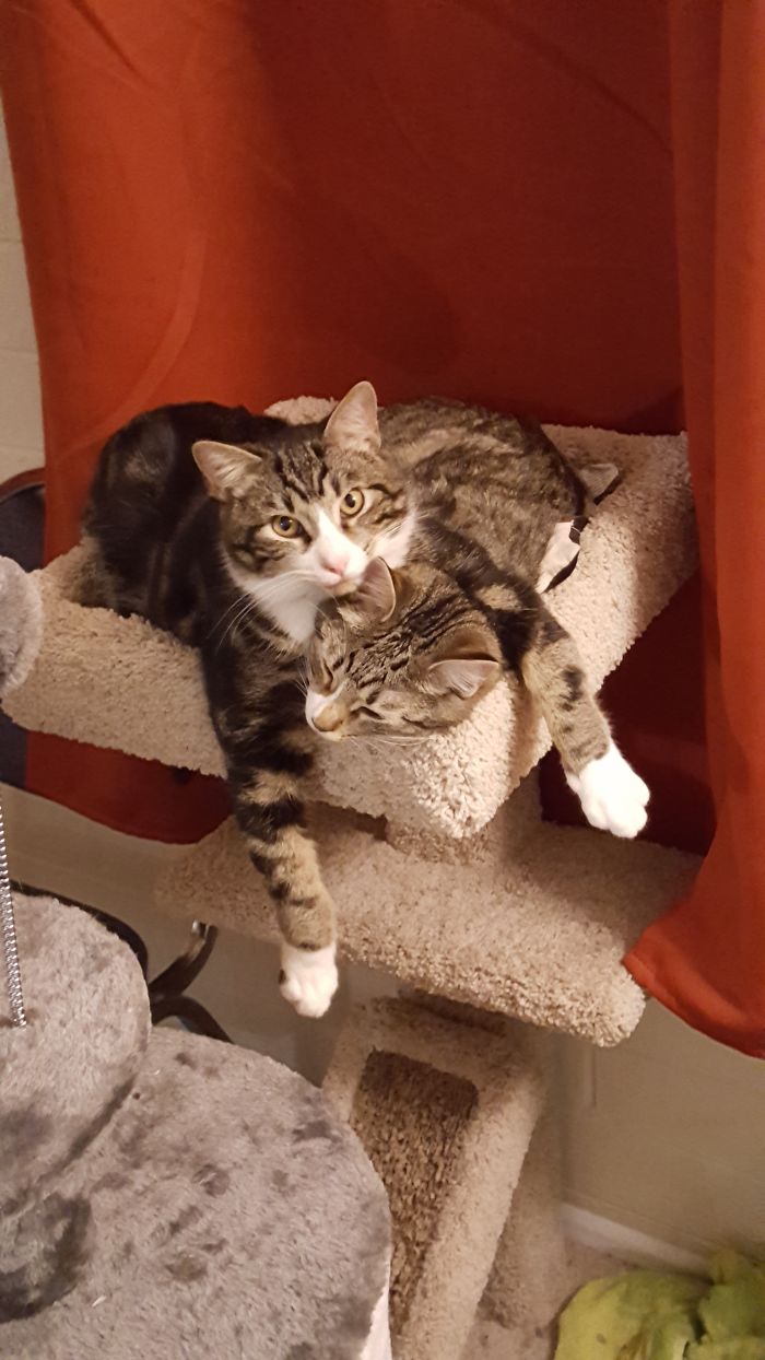 If It Fits, I Sits: Post Your Photos Of Cats Fitting Into The Tightest Spaces