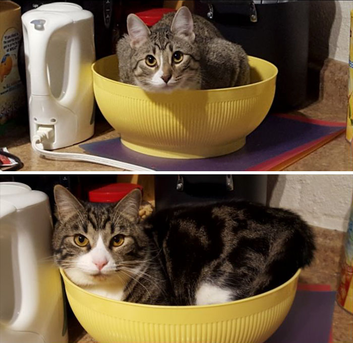 If It Fits, I Sits: Post Your Photos Of Cats Fitting Into The Tightest Spaces