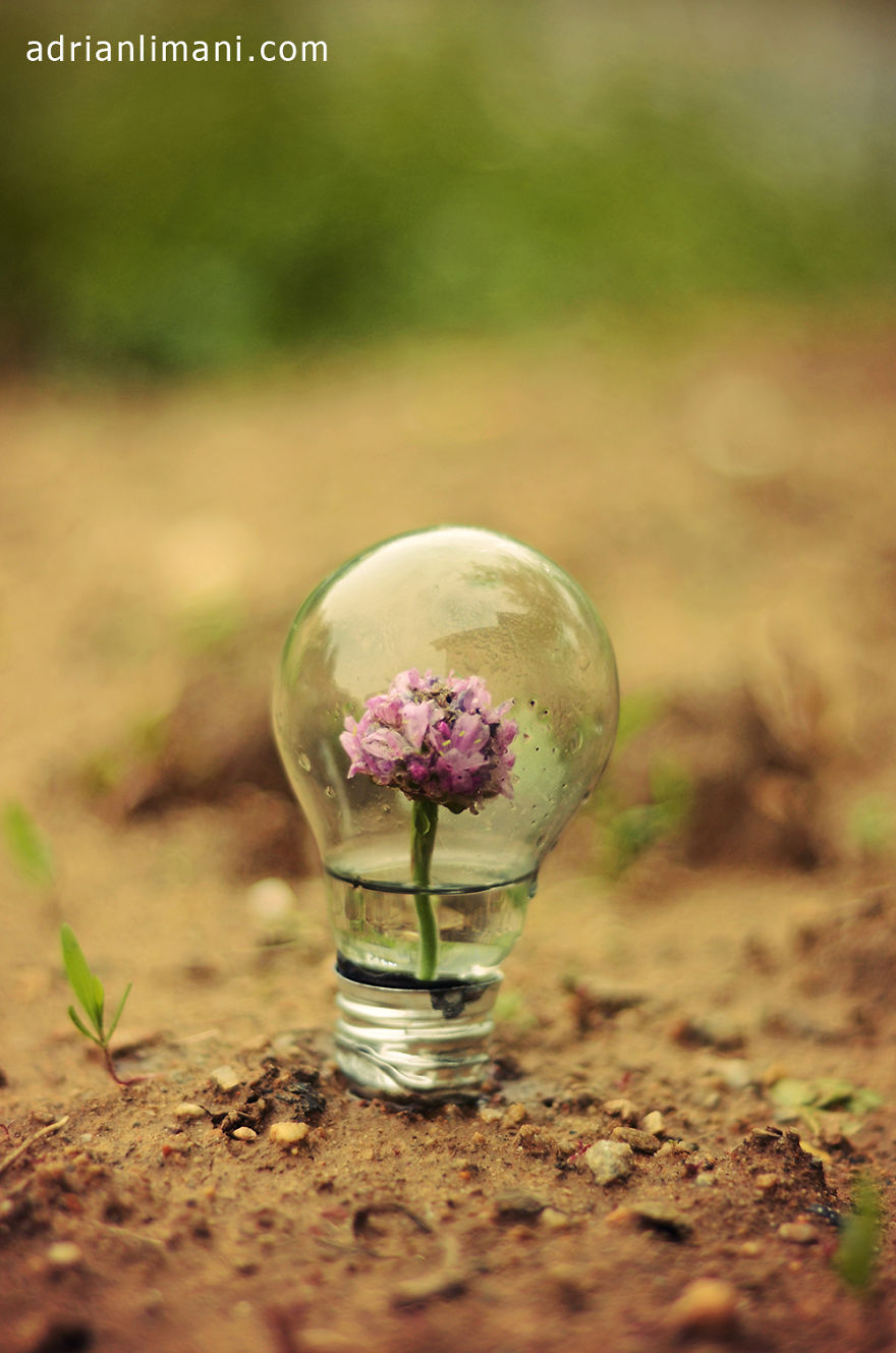 My Photo Project ‘Life Inside A Light Bulb’ My Photo Project ‘Life Inside A Light Bulb’