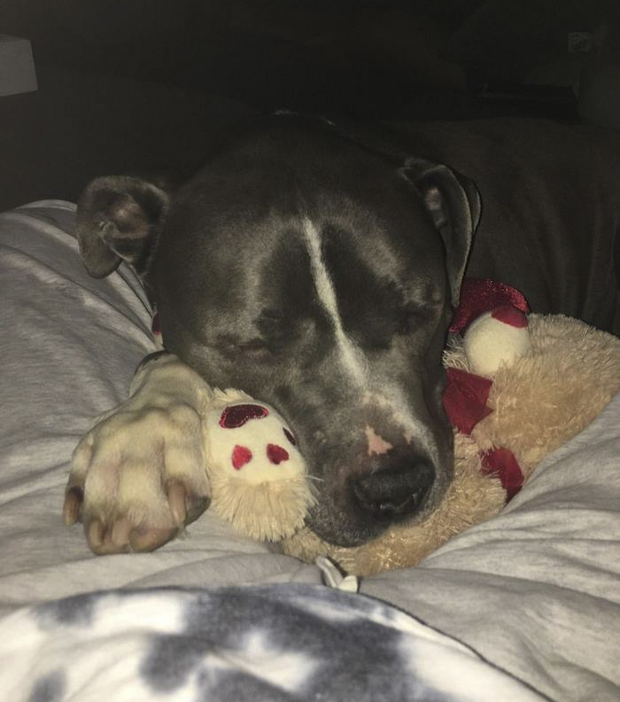 Heartbroken Pit Bull Cries After His Family Leaves Him In A Shelter