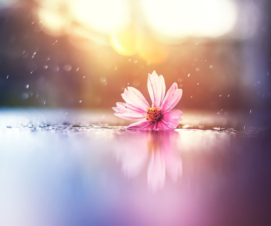 I Use Flowers To Create Magical Images I Use Flowers To Create Magical Images