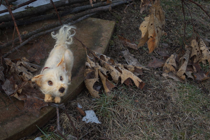 I Create Realistic Needle Felted Animals Out Of Goat Wool I Create Realistic Needle Felted Animals Out Of Goat Wool