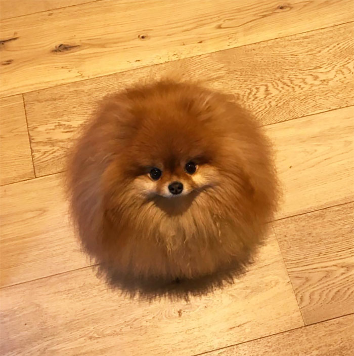 Did You Know That Pomeranians Melt In Water? This Owner Learned It The Hard Way Did You Know That Pomeranians Melt In Water? This Owner Learned It The Hard Way