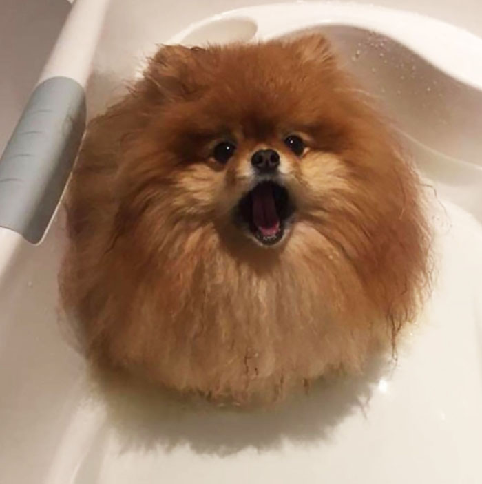 Did You Know That Pomeranians Melt In Water? This Owner Learned It The Hard Way Did You Know That Pomeranians Melt In Water? This Owner Learned It The Hard Way