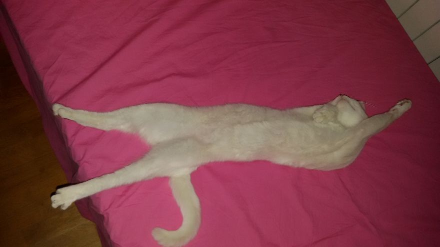 I Promise You This Is Not Catsorcism I Promise You This Is Not Catsorcism