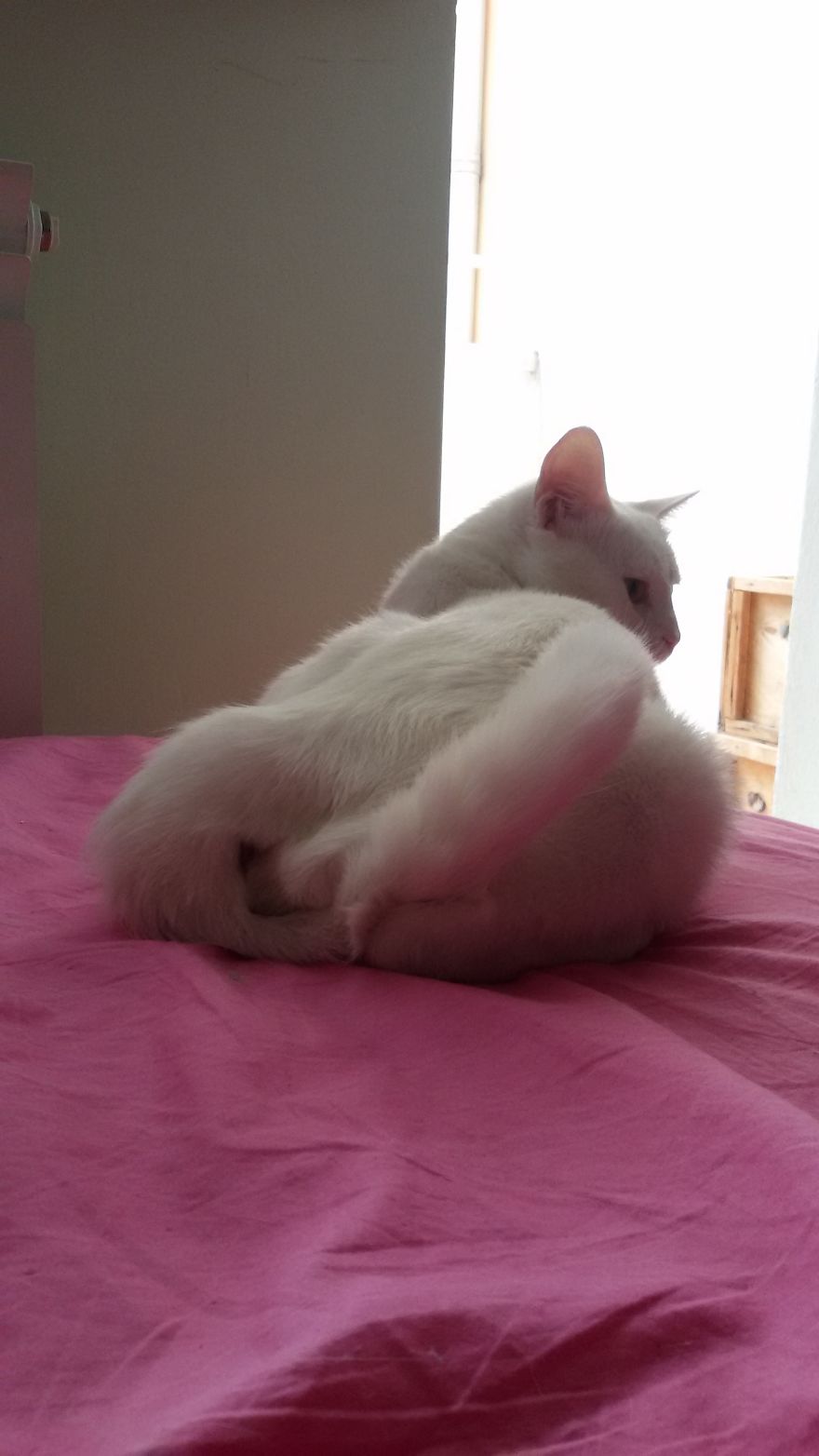 I Promise You This Is Not Catsorcism I Promise You This Is Not Catsorcism