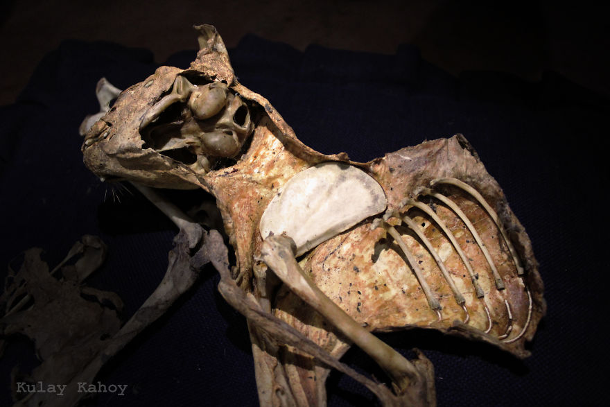 Photographer Took A Photo Of A Mummified Cat Found In A Ceiling