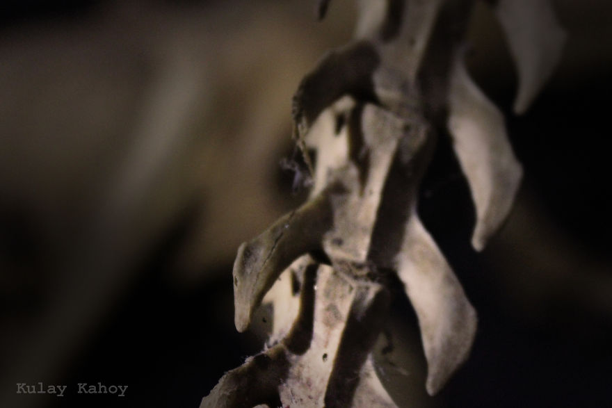 Photographer Took A Photo Of A Mummified Cat Found In A Ceiling