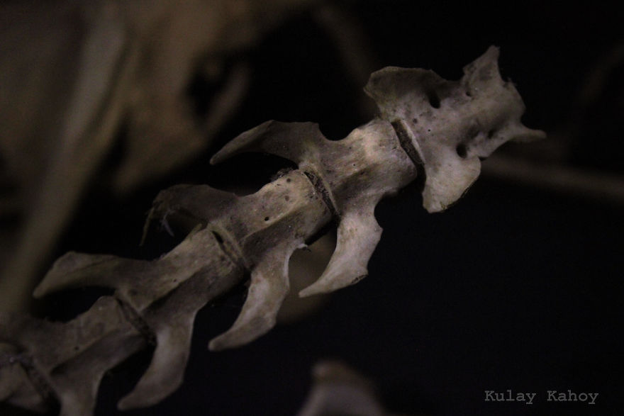 Photographer Took A Photo Of A Mummified Cat Found In A Ceiling