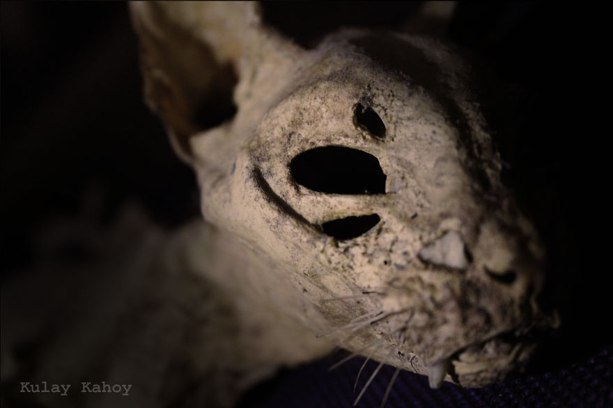 Photographer Took A Photo Of A Mummified Cat Found In A Ceiling