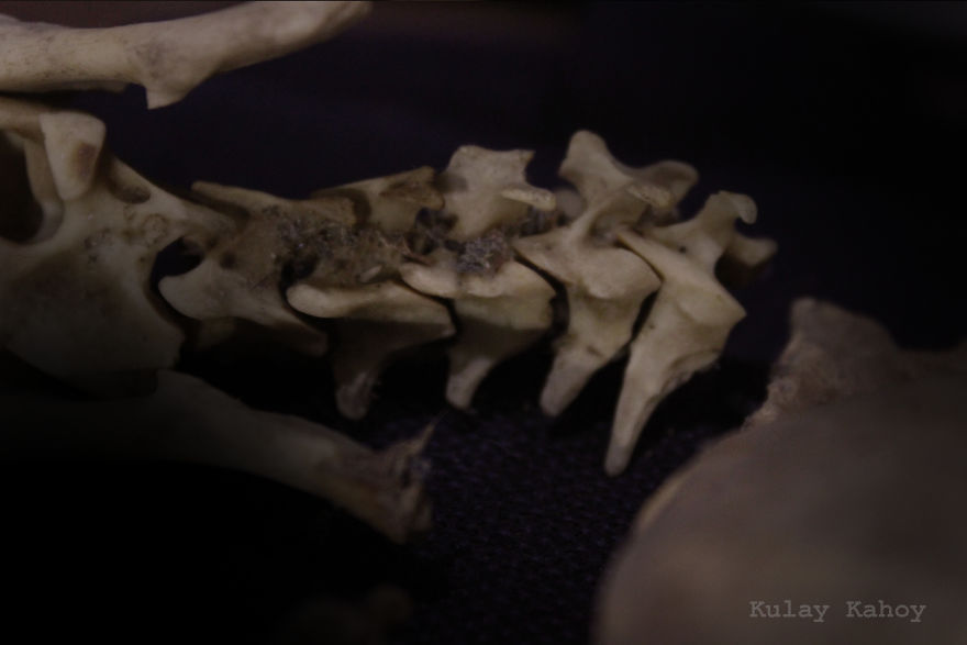 Photographer Took A Photo Of A Mummified Cat Found In A Ceiling