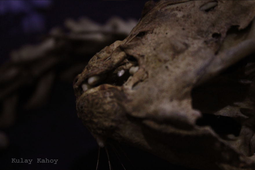 Photographer Took A Photo Of A Mummified Cat Found In A Ceiling