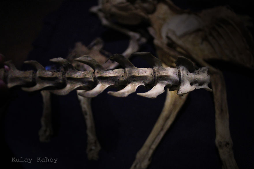 Photographer Took A Photo Of A Mummified Cat Found In A Ceiling