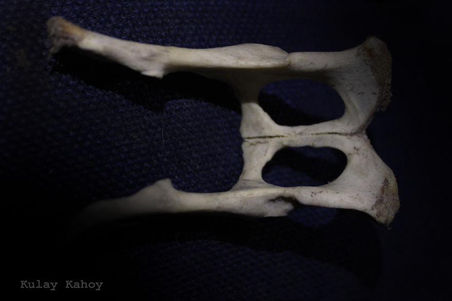 Photographer Took A Photo Of A Mummified Cat Found In A Ceiling