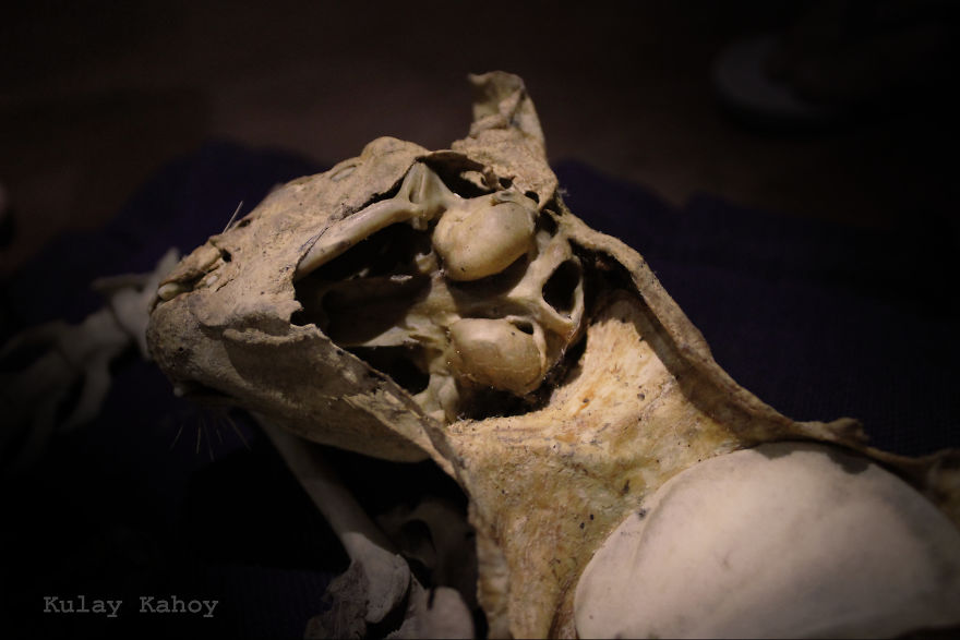 Photographer Took A Photo Of A Mummified Cat Found In A Ceiling