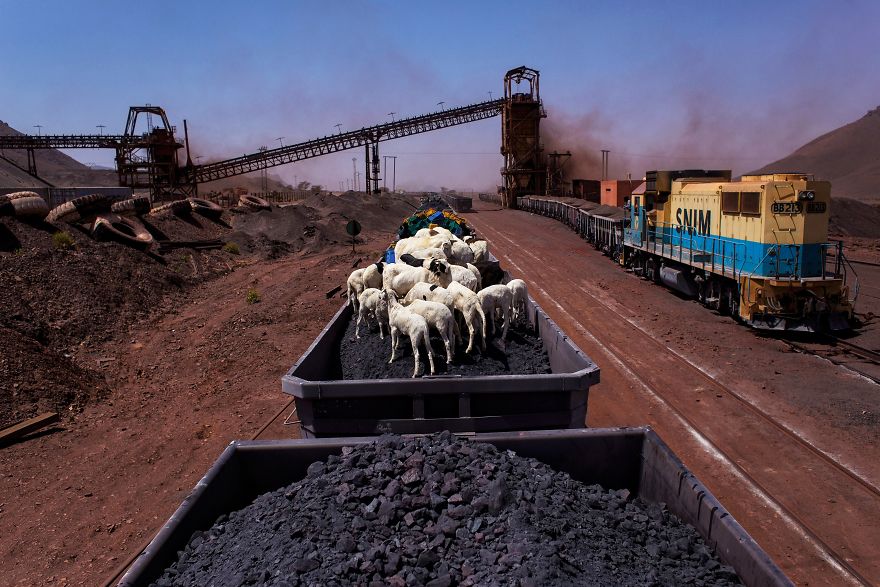 Freight Train Hopping In Mauritania: 4000 Kilometers In A Cargo Carriage With Local Shepherds And Their Sheep Freight Train Hopping In Mauritania: 4000 Kilometers In A Cargo Carriage With Local Shepherds And Their Sheep