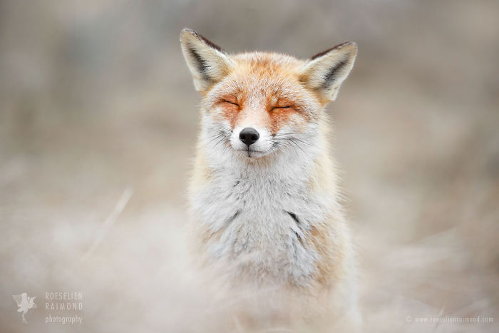 15 Mindful Foxes By Roeselien Raimond That Teach Us How To Master Life