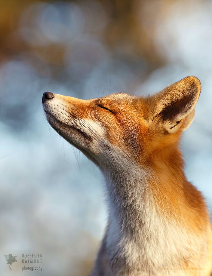 15 Mindful Foxes By Roeselien Raimond That Teach Us How To Master Life