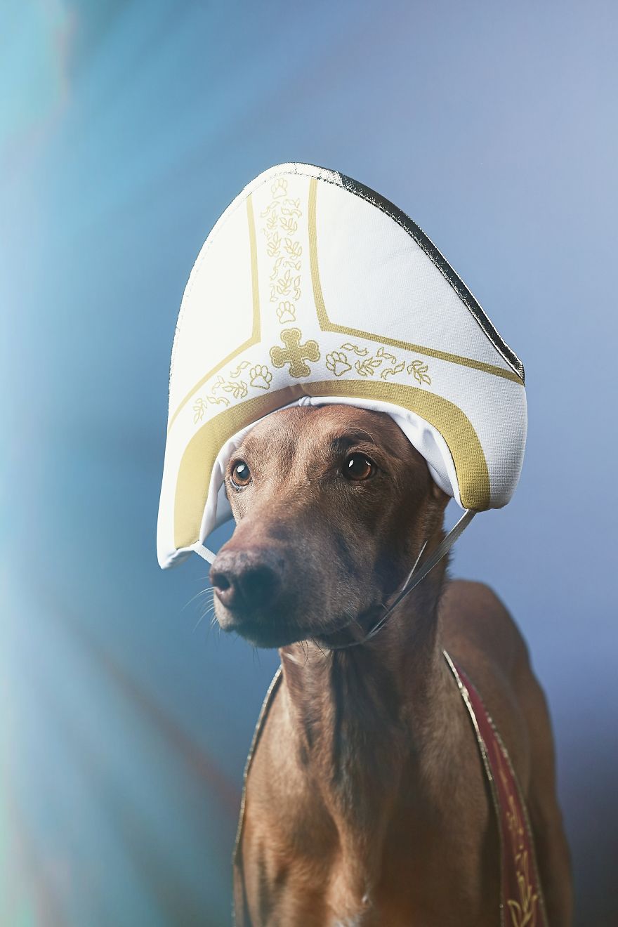 I Found A Way To Honor My Pharaoh Hound And The Joy He Gives Us Through Images Will Make You Smile! I Found A Way To Honor My Pharaoh Hound And The Joy He Gives Us Through Images Will Make You Smile!