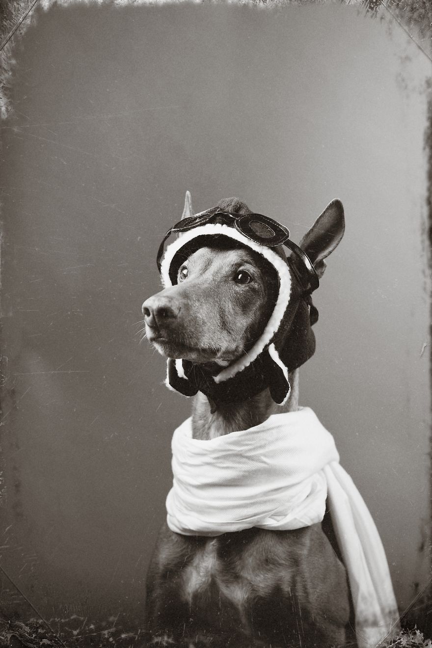 I Found A Way To Honor My Pharaoh Hound And The Joy He Gives Us Through Images Will Make You Smile! I Found A Way To Honor My Pharaoh Hound And The Joy He Gives Us Through Images Will Make You Smile!