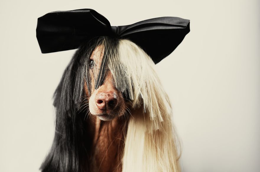 I Found A Way To Honor My Pharaoh Hound And The Joy He Gives Us Through Images Will Make You Smile! I Found A Way To Honor My Pharaoh Hound And The Joy He Gives Us Through Images Will Make You Smile!