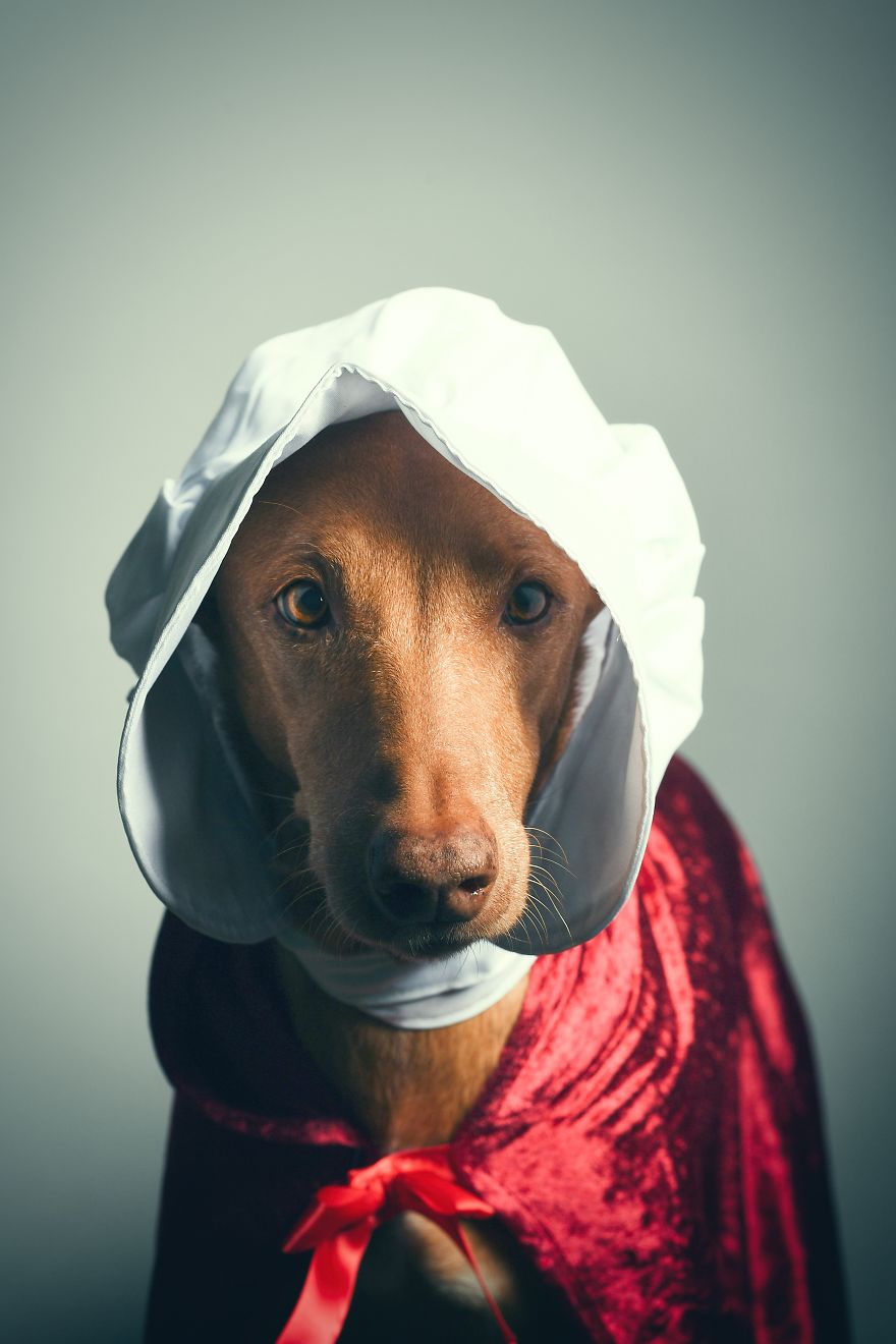 I Found A Way To Honor My Pharaoh Hound And The Joy He Gives Us Through Images Will Make You Smile! I Found A Way To Honor My Pharaoh Hound And The Joy He Gives Us Through Images Will Make You Smile!