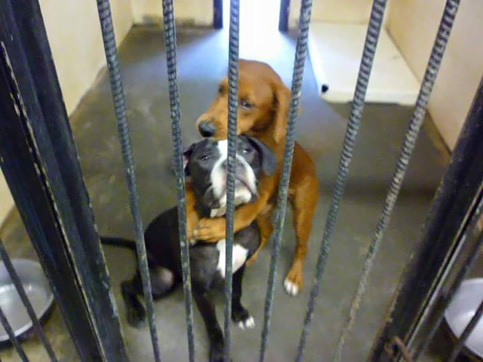 Shelter Dog Hugs Her Friend Hours Before Euthanasia And Saves Their Lives Shelter Dog Hugs Her Friend Hours Before Euthanasia And Saves Their Lives