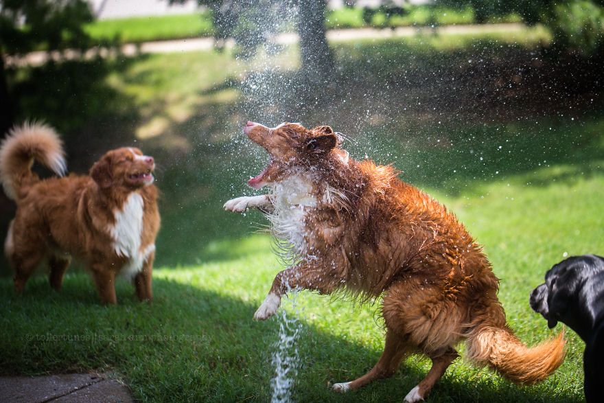 Dogs Exploring The World In The Most Adorable Way Dogs Exploring The World In The Most Adorable Way