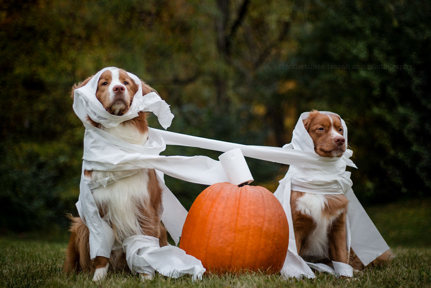 Dogs Exploring The World In The Most Adorable Way Dogs Exploring The World In The Most Adorable Way