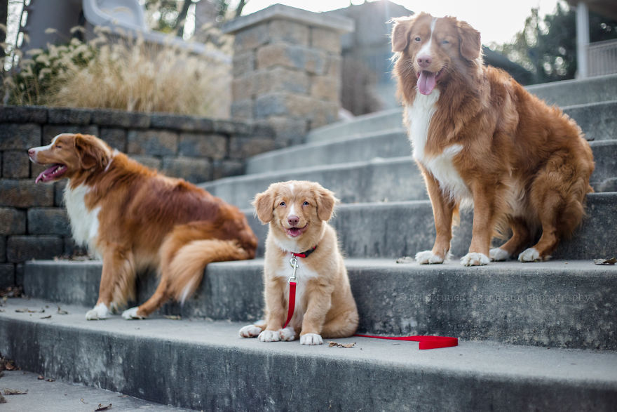 Dogs Exploring The World In The Most Adorable Way Dogs Exploring The World In The Most Adorable Way