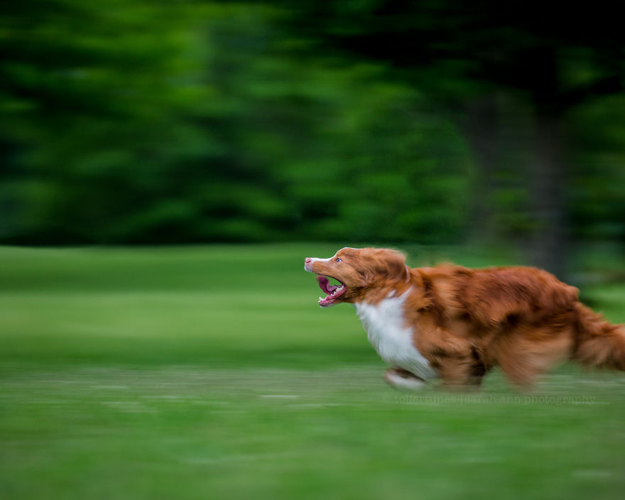 Dogs Exploring The World In The Most Adorable Way Dogs Exploring The World In The Most Adorable Way