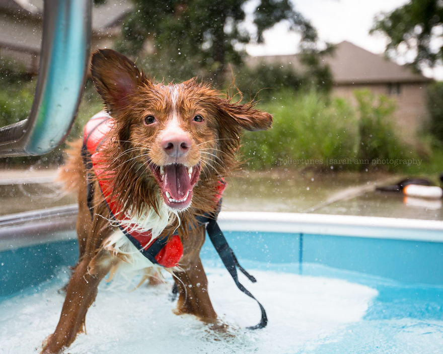 Dogs Exploring The World In The Most Adorable Way Dogs Exploring The World In The Most Adorable Way