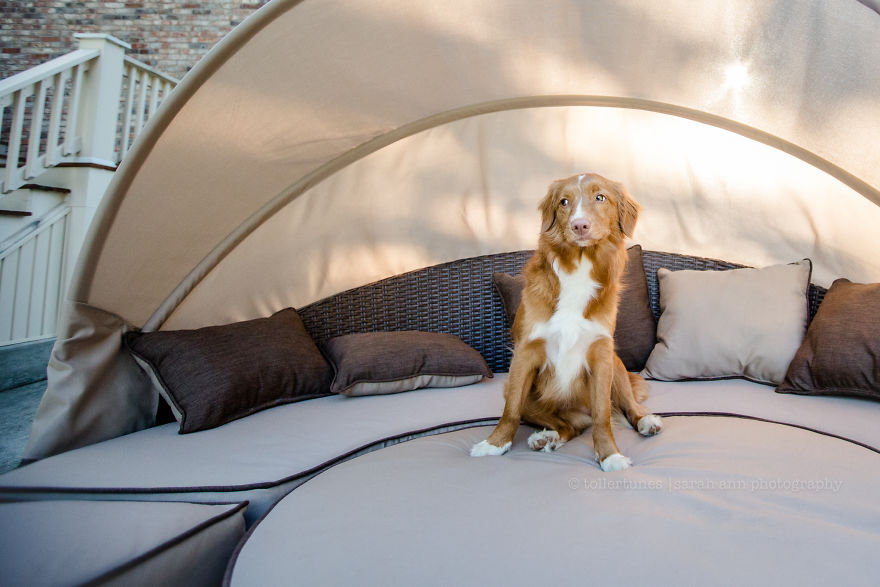 Dogs Exploring The World In The Most Adorable Way Dogs Exploring The World In The Most Adorable Way