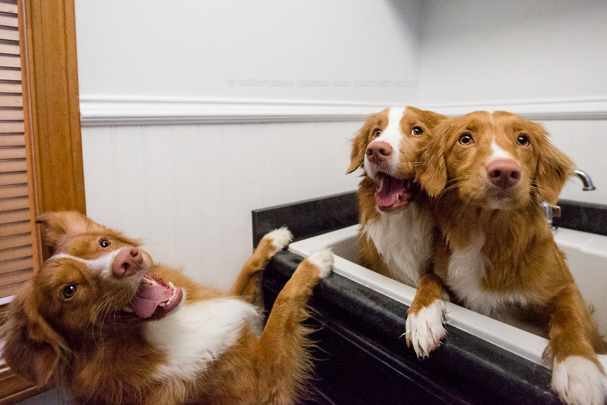 Dogs Exploring The World In The Most Adorable Way Dogs Exploring The World In The Most Adorable Way